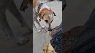 Dunia me sabse jayada baris kaha girti h comedy funny comedyshorts dog fun love trending [upl. by Albertina]