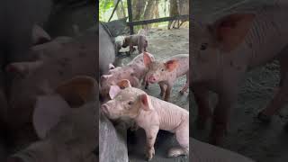 funnypets pigsofig pig animals piggy funnyanimals petvideos pigdog babyminipigs farming [upl. by Naleag]