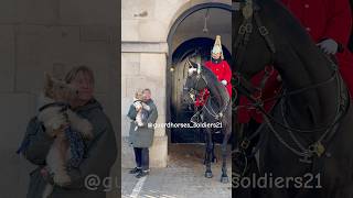 horse vs dog what does a horse think of a doglol fyp kingsguard horseguard animals shorts [upl. by Helve]