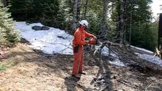 Limbing and bucking felled hardwood tree 1 [upl. by Ekle760]