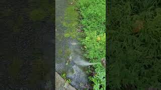 Blasting Away Moss Algae Off A Driveway PT1 cleaning oddlysatisfying pressurewashing [upl. by Attekram]