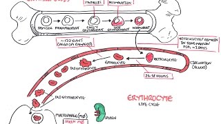 Haematology  Red Blood Cell Life Cycle [upl. by Dnanidref]