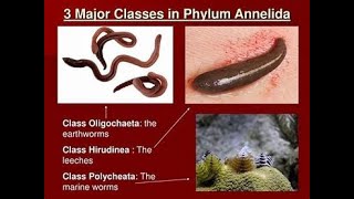 Classification of Phylum annelida [upl. by Suraved]