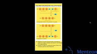 Synthesis and Breakdown of Polymers [upl. by Rennat]