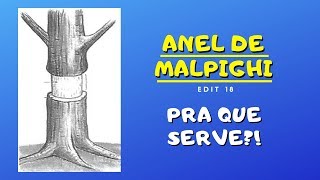 EDIT 18 ANEL DE MALPIGHI [upl. by Cheslie]