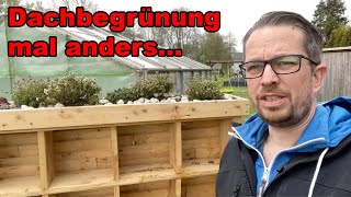 Dachbegrünung mal ander  Gründach fürs Insektenhotel  Flachdachbegrünung  tobiebel Deichwerk [upl. by Fitzgerald319]