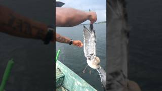 SEAGULL STOLE FISHING LURE CAUGHT amp RELEASED [upl. by Oner]