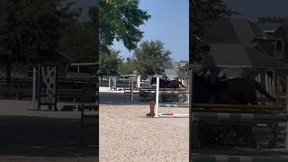 First proper canter on Bentley Sorry I’ve been so inactive  horse ilovemyhorse equestrian [upl. by Ahsinel762]