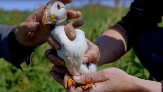 Cute Baby Puffin Sees World for the First Time  World Beneath Your Feet  BBC Earth [upl. by Frymire]