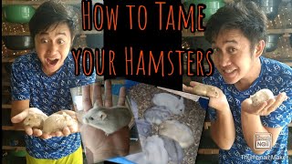 How to Tame your Hamster [upl. by Origra261]