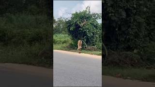 Impressing video clipsgandi Mora kundiyi helani🤗 the monkey King 👑 odia song 🤗 funny [upl. by Loggia865]