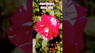 Rock and roll rose trendingshorts hybiscus indoorplants jesus garden houseplant houseplants [upl. by Ecirpak]