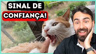 10 Sinais de Que Seu Gato Se Sente SEGURO Com Você Por Perto  VOCÊ É O GUARDIÃO DELE [upl. by Kyre113]