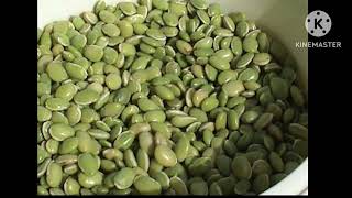 Field Beans Uses  The Health Benefits Of Field Beans I ಅವರೇಕಾಯಿ ಆರೋಗ್ಯ ಪ್ರಯೋಜನಗಳು [upl. by Ahsataj726]