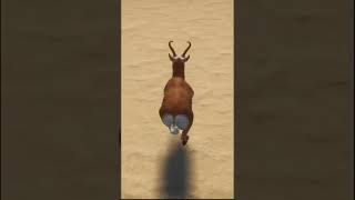 Pronghorn Antelope Running in Planet Zoo Shorts [upl. by Sirdi946]