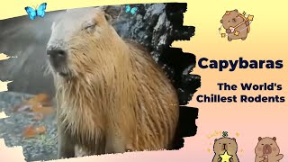 Capybaras  The Worlds Chillest Rodents Taking Over the Internet [upl. by Jenelle]