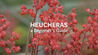 How to look after Heucheras  Grow at Home  RHS [upl. by Eekram]