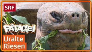 GalapagosRiesenschildkröten überleben ein Jahr ohne Nahrung  Pätagei  SRF Kids – Kindervideos [upl. by Hachmann203]