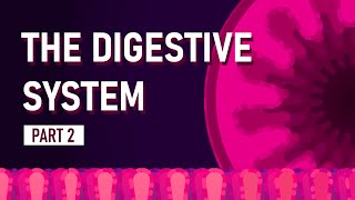 How We Absorb Nutrients  The Digestive System [upl. by Nahte]