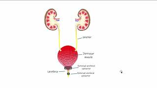 Renal Micturition [upl. by Adnohryt]