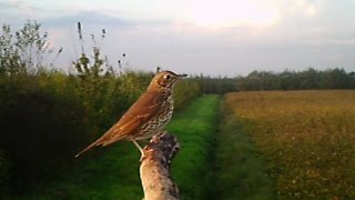 Tordo bottaccio  Song Thrush Turdus philomelos 165 Fototrappolaggio a Corte Franca [upl. by Scherman240]