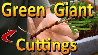 Propagating Green Giant Arborvitae  Rooting Hardwood Thuja Cuttings [upl. by Jamin]