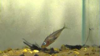 Stickleback Partnership [upl. by Voe]