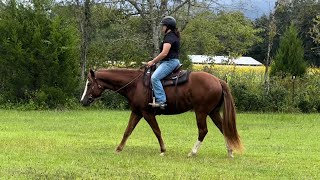 Hartwig Farms Fall Series  OBG Chips On Impulse  NoviceGreen Adult Western Pleasure WJ [upl. by Sharon]