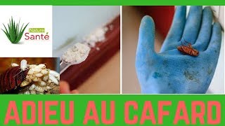 9 Astuces Et Remedes Pour Eliminer Les Cafards Naturellement [upl. by Hufnagel]