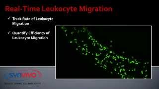 RealTime Leukocyte Migration [upl. by Gaidano]