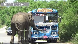 A wild elephant forcibly took the food from the bus elephant wildelephant tourofsivasri bus [upl. by Amorete794]