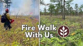 Exploring a Prescribed Fire Area  Fire Walk With Us [upl. by Welcher]