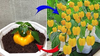 This farmers TECHNOLOGY for breeding plants from FRUIT is AMAZING  Relax Garden [upl. by Anotyad755]