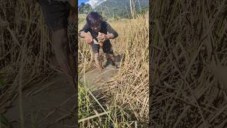 quotCatch amp Release From Paddy Field 🌾 to Fish Pond 🐟💧quot catchandrelease ytshorts [upl. by Maurita854]