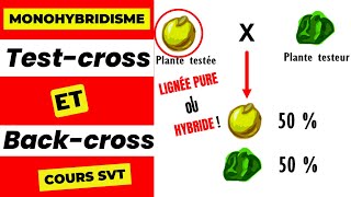 ✅Génétique des diploïdes Testcross et backcross [upl. by Tehc]