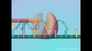 Mechanisms of Action of Nucleoside Reverse Transcriptase Inhibitors NRTIs [upl. by Black904]