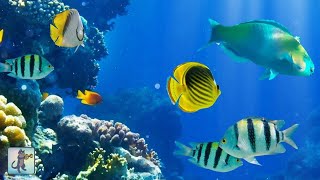 2 Hours of Beautiful Coral Reef Fish Relaxing Ocean Fish amp Stunning Aquarium Relax Music [upl. by Medeah457]