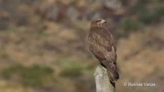 El busardo ratonero Buteo buteo Common buzzard [upl. by Eseilenna]