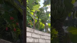 tree banana bananas babolsar [upl. by Larena386]