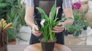 How to Grow and Care for Calla Lily  plants indoors [upl. by Dougald]