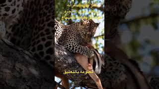 النمر يصطاد غزاله ويأكلها أعلى الشجره خوفا من مشاركه الضباع animals attack tiger deer [upl. by Enelime175]