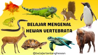 BELAJAR MENGENAL HEWAN VERTEBRATA  BELAJAR MENGENAL HEWAN BAHASA INDONESIA [upl. by Janeta]