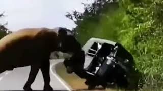 Wild elephant attack on a three wheeler on Buttala Kataragama road wild lanka [upl. by Leff874]