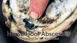 Horse Hoof Abscesses [upl. by Iaka]