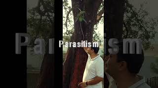 Parasitism on Mango Tree shortsfeed peepal sciencefacts science peepalbaba shortsvideoshorts [upl. by Hogan]