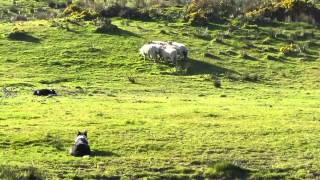 Brendan Ferris Sheepherding Demonstration  Ring of Kerry Ireland [upl. by Edmead]