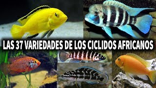 LAS 37 VARIEDADES DE LOS CICLIDOS AFRICANOS  PEZ CICLIDO  AcuariosLP [upl. by Ashbaugh232]