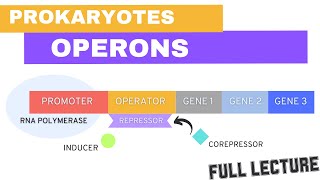 Chapter 18 Part 1 Prok Gene Expression Operons trp lac repressor inducer negative amp positive [upl. by Selle]