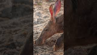 Aardvarks Unveiled Unique Traits and Lifestyle of the Earth Pig [upl. by Sato]