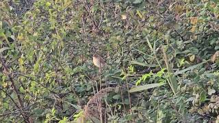 20241109 Naravni rezervat ŠKOCJANSKI ZATOK PASSERIFORMES Cisticola juncidis BRŠKINKA [upl. by Oswald]